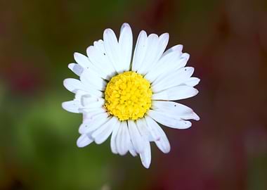 Daisy Flower