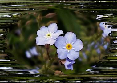 Forget me not flowers
