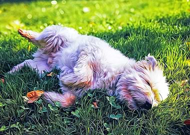 Cute dog lying on a grass