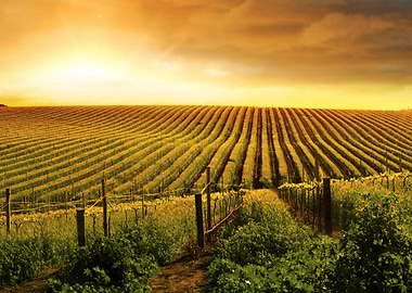 Adelaide Agriculture Austr