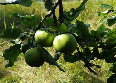 Green Apples
