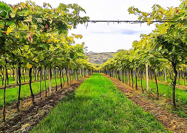 Vineyards in Italy