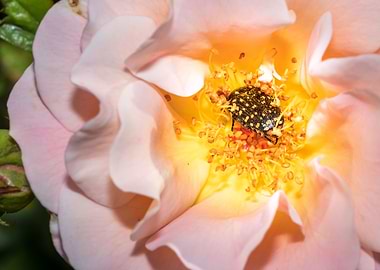 Beetle in a rose