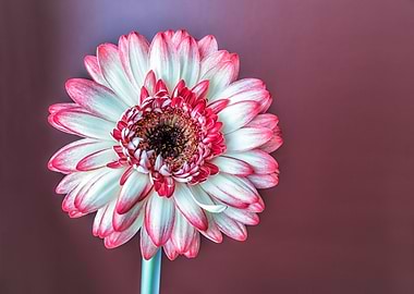 White and Pink Gerbera