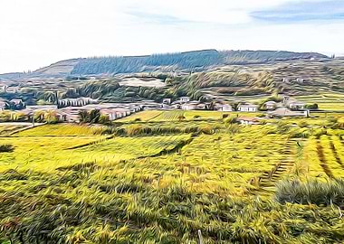 Vineyards in Italy