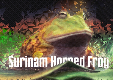 Surinam Horned Frog