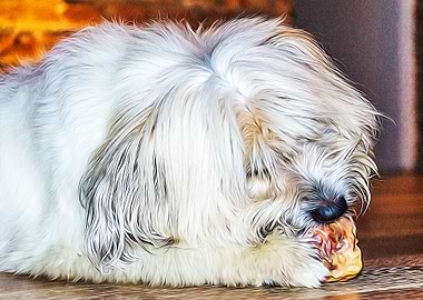 Cute dog eating a bone