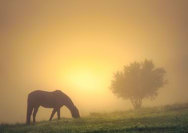 Animal Australia Beauty Co