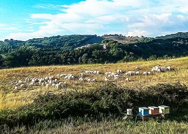 Sheeps in the countryside