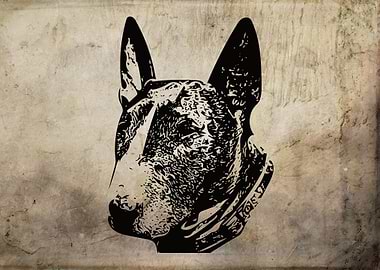 English Bull Terrier