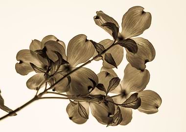 Minimum transparency