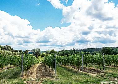Vineyards in Italy