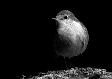 Robin black and white