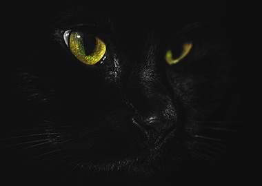 Black Cat