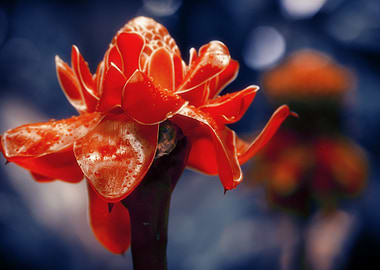 Exotic Flower Etlingera El