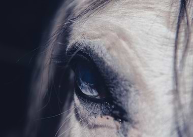 Horse Eye