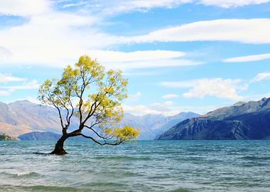 Tree Wanaka New Zealand