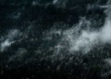 Dark Foggy Forests