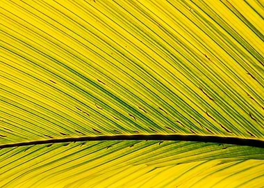 Palm leaf texture
