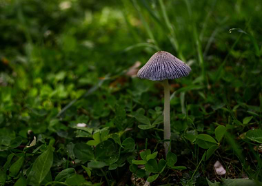 Mushroom