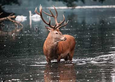 Deer In Water