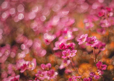 Pink flower, spring garden