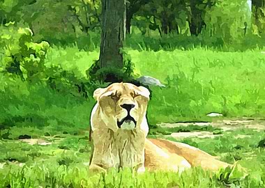 Lioness Sunbathing