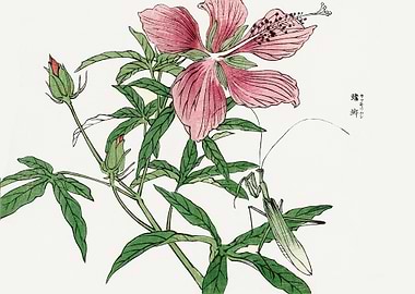 Flower illustration