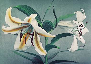 Lily handcolored collotype