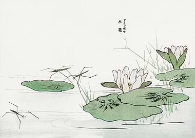 Water striders on a pond