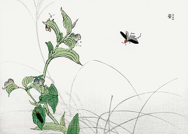 Fireflies illustration