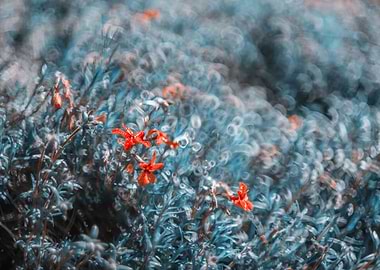 Red flowers in garden