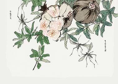 Pomegranate illustration