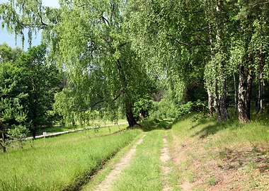 Way Day Ray Sun Tree