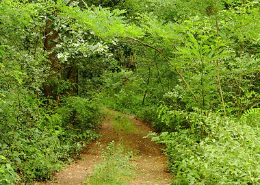 Background Backlit Beaut