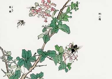 Horsefly illustration