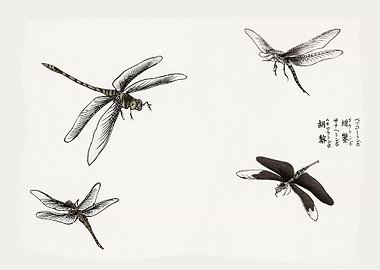 Dragonflies illustration