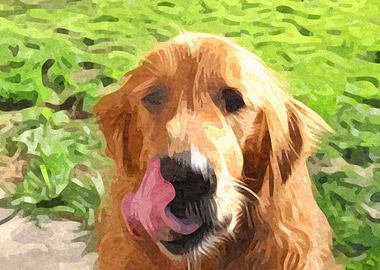 Golden Retriever Licking