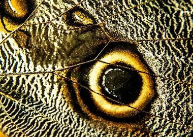 Butterfly wing texture