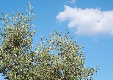 Olive Tree Green Plant