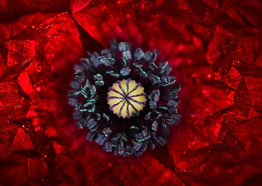 Poppy eye
