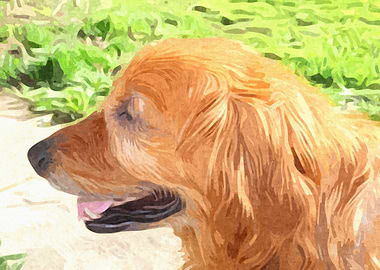 Golden Retriever Profile