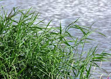 Aqua Background Blade B