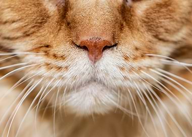 Muzzle of cat
