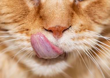 Cat tongue
