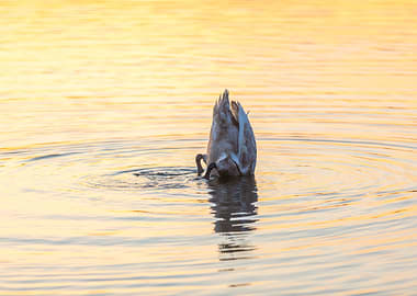 Sunrise Reflection Nature