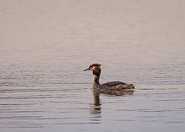 Great crested grebe