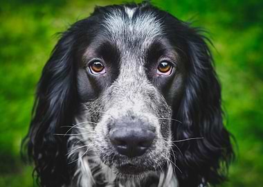Dog portrait