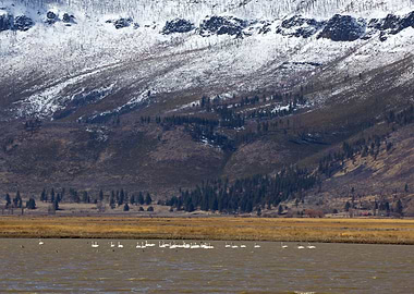 Image Picture Background