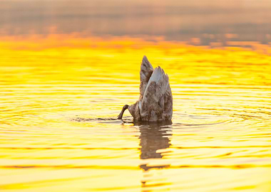Sunrise Reflection Nature